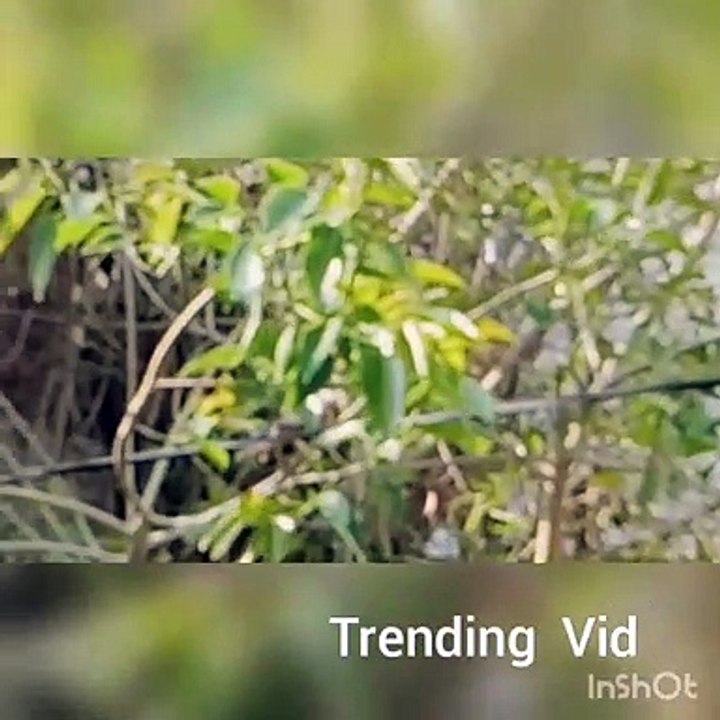 Funny bird