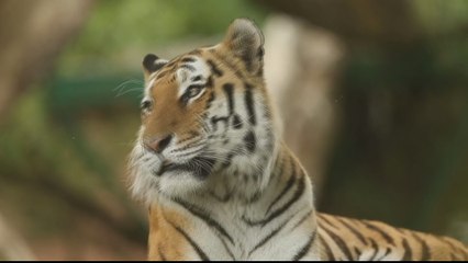 UK zoos' future threatened by COVID-19 lockdown