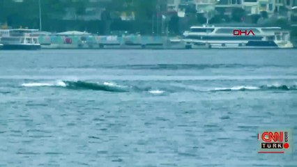 Yunusların dalgalarla dansı Üsküdar'dan görüntülendi