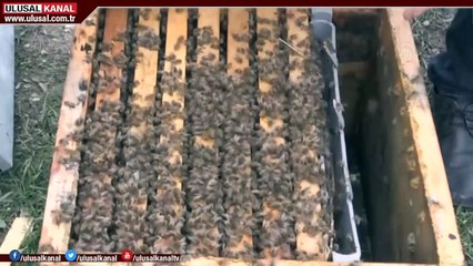 Ağrı'da bal üretimi hazırlıkları başladı