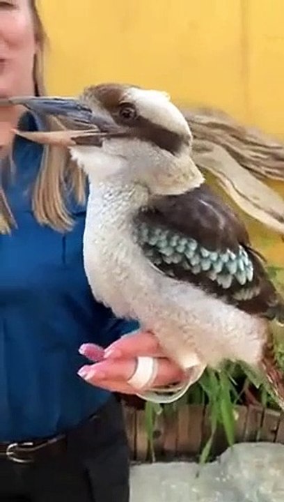 Cet oiseau a un chant impressionnant, on dirait qu'il démarre