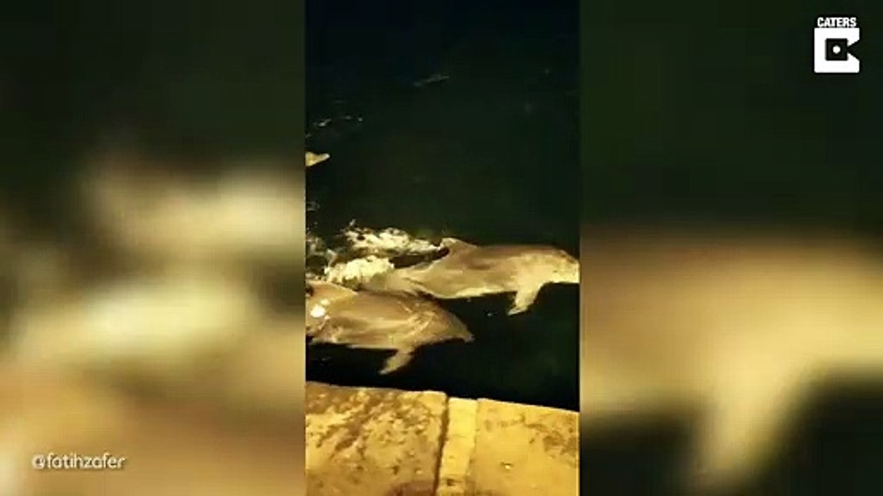 Des dauphins filmés dans le port de Beşiktaş à Istanbul, du jamais vu