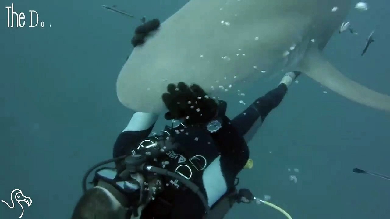 Ce requin demande un calin à un plongeur