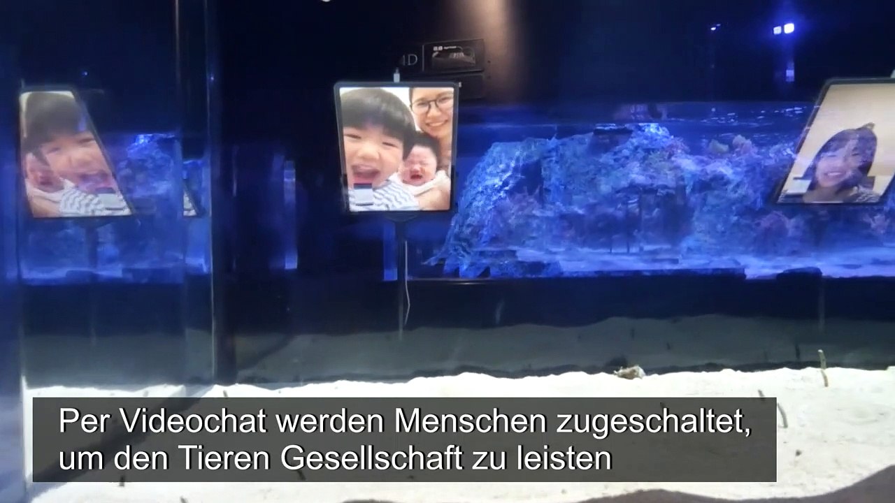 Videochat mit Aal