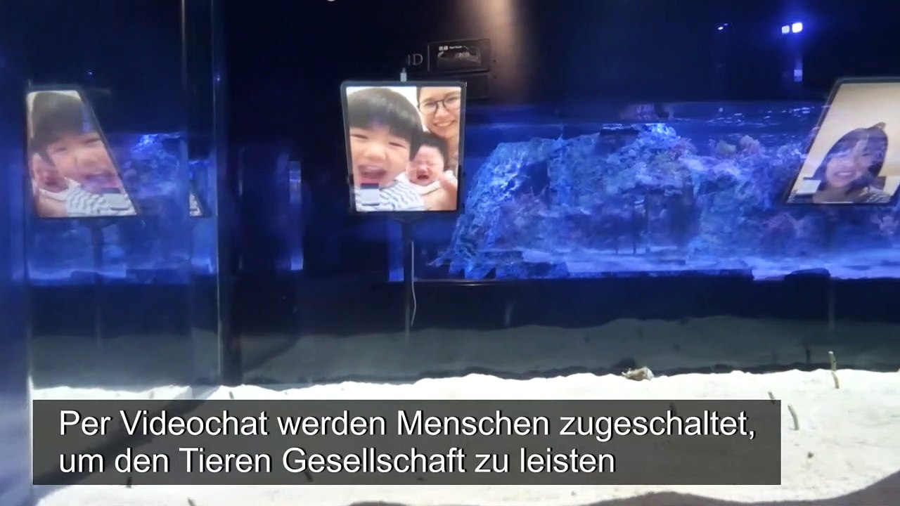 Videochat mit Aal