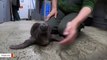 This Penguin Chick's Floppy Walk Is The Cutest Thing