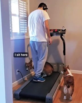 Il n'arrive pas à faire son footing : ses chiens s'assoient sur le tapis de course !