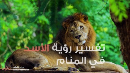 تفسير رؤية الأسد