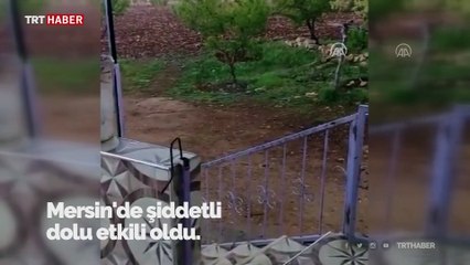 Mersin'de dolu tarım alanlarına zarar verdi