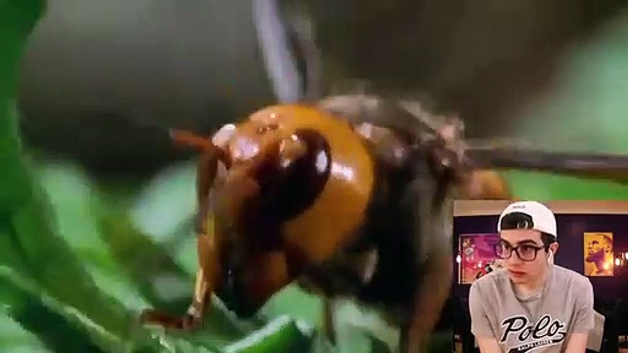 MURDER_HORNETS_ARE_NOW_IN_AMERICA!?!?_2020_KEEPS_GETTING_BETTER_AND_BETTER(360p)