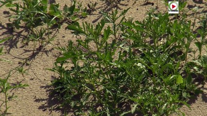 Quiberon   |  Sur la Grande Plage, ça Pousse !  | TV Quiberon 24/7