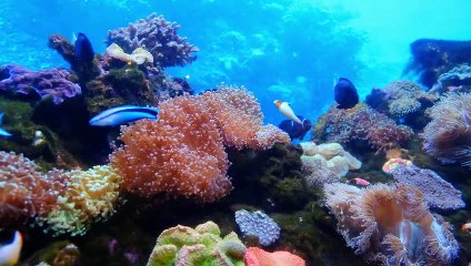 Cute And Lovely Fishes  Playing in Sea  With Beauty Of Nature Videos