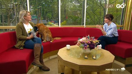 COVID-19; Sådan mærker din hund coronakrisen | Go morgen Danmark | TV2 Danmark
