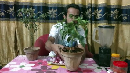 Miracles of onion in gardening