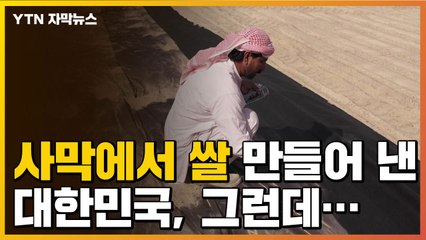 [자막뉴스] 사막에서 쌀 만들어 낸 대한민국, 그런데... / YTN