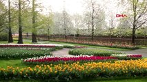 DIŞ DHA ? Hollanda'da ünlü lale bahçesi kapılarını internetten açtı