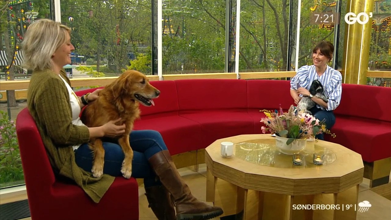 COVID-19; SENERE: Ida Wohlert i selskab med hunde og Lise Lotte Christensen (Dansk Kennel Klub) | Go morgen Danmark | TV2 Danmark