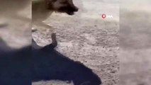 Ankara'da yavru eşeği kangal köpeklerine parçalatan kişi yakalandı