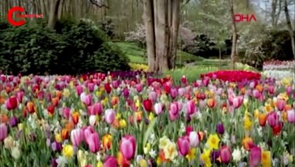 Hollanda'da ünlü lale bahçesi kapılarını internetten açtı