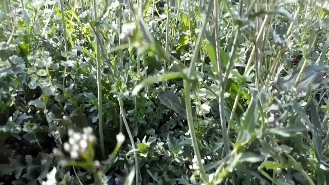 çoban çantası otunun faydaları yararları nelerdir hakkında bilgiler