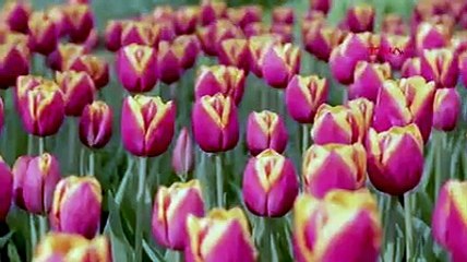 Her yıl yaklaşık 7 milyon lale ekilen ünlü bahçe, kapılarını internetten açtı