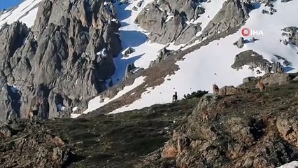 Terörden temizlenen Munzur Dağlarında yabani hayvan popülasyonu arttı