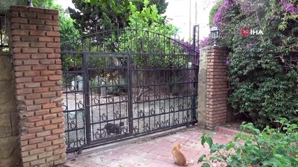 Antalya’daki kaplumbağa katliamına soruşturma