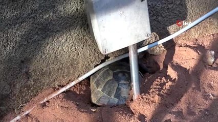 Antalya'daki kaplumbağa katliamına soruşturma