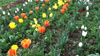 HATAY Kadın çiftçilerin ektiği laleler çiçek açtı