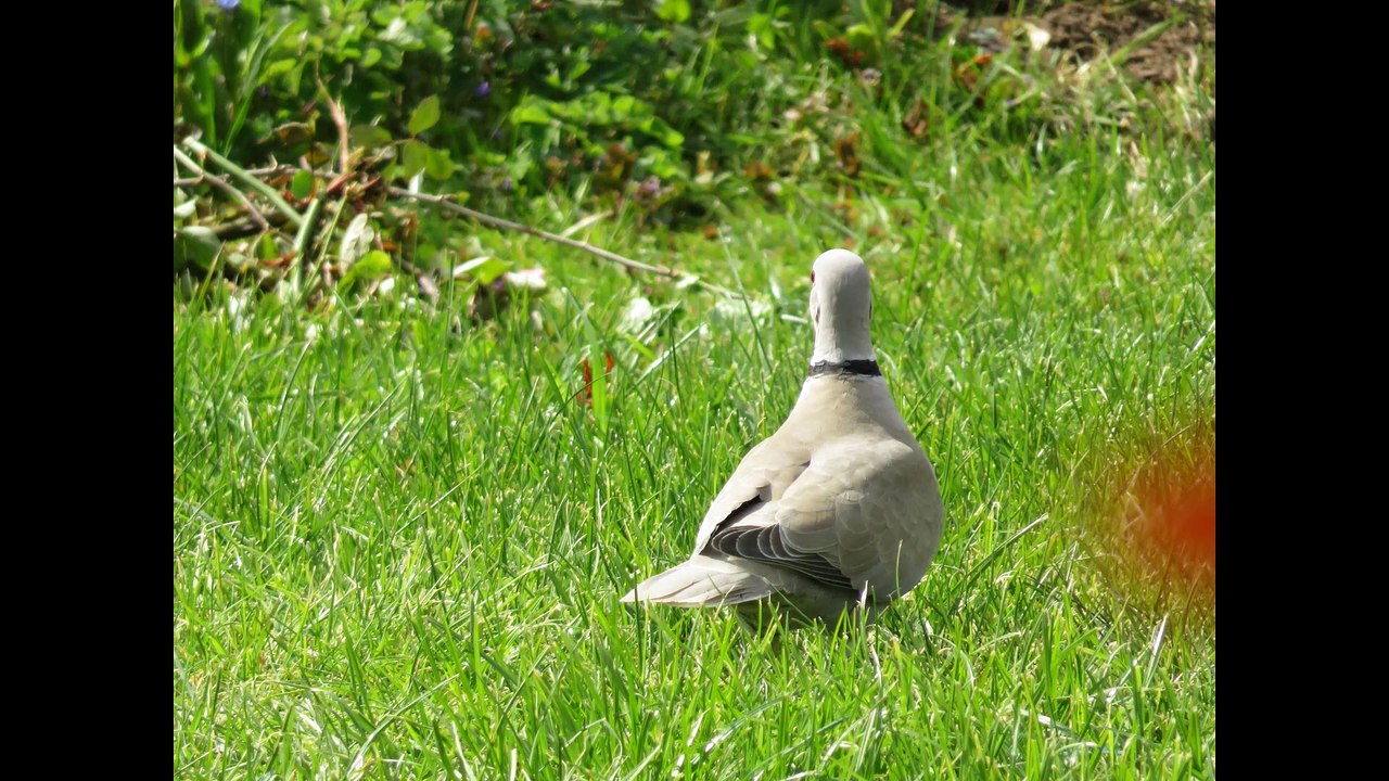 Un festival d'oiseaux hors confinement