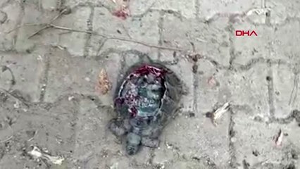 ANTALYA Alanya'daki kaplumbağa vahşetine soruşturma