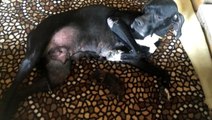 Yavruları ölen köpeğin yeni doğmuş kediye anne şefkati