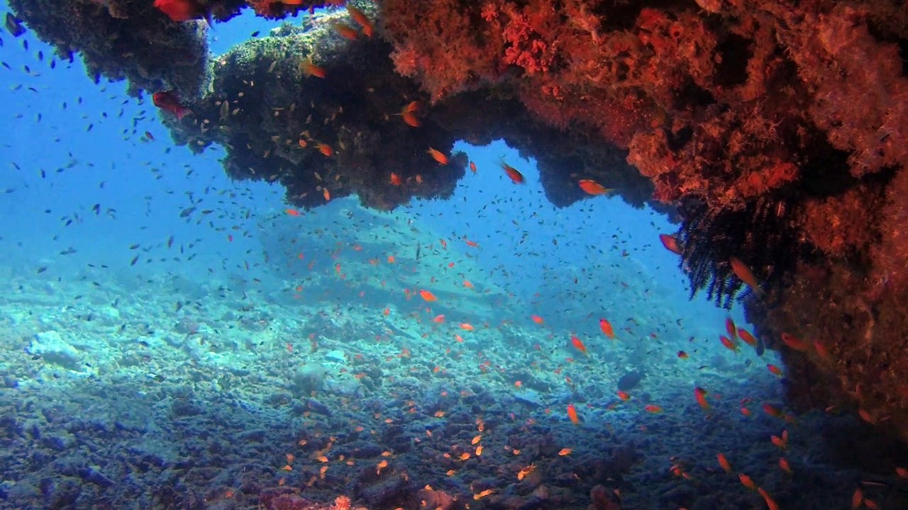Croisière plongée aux Maldives en 2017