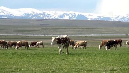 "Karlar diyarı"nın yeşeren meralarında hayvanlar otlamaya başladı