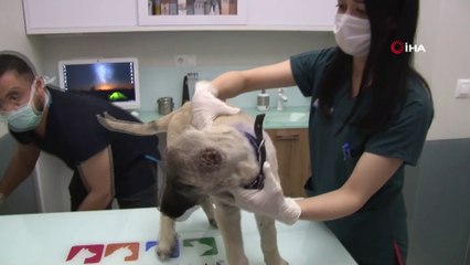 Bursa'da vahşet...Yavru köpeği kulaklarını kesip sokağa bıraktılar