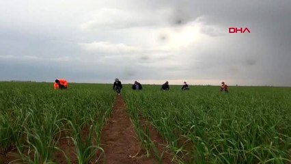 Aksaraylı çiftçiler, koronavirüse rağmen üretime devam ediyor