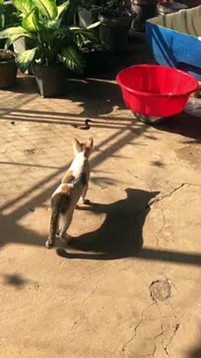 Startled Kitty Jumps Away