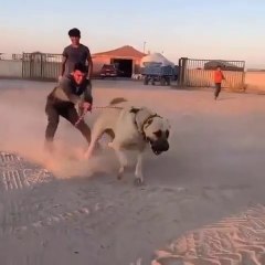 POWER SEViYE ANADOLU COBAN KOPEGi - POWER LEVEL ANATOLiAN SHEPHERD DOG