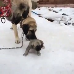 COBAN KOPEGi ve YAVRUSU BUYUK VS - ANATOLiAN SHEPHERD DOG and PUPPY BiG VS