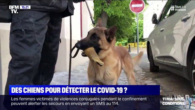 Formés pour traquer des explosifs, ces chiens pourraient repérer le coronavirus