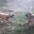 KANGAL KOPEKLERi KARSI KARSIYA ATISMASI - KANGAL SHEPHERD DOGS VS