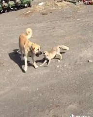 TiLKi VS COBAN KOPEGi - FOX VS ANATOLiAN SHEPHERD DOG