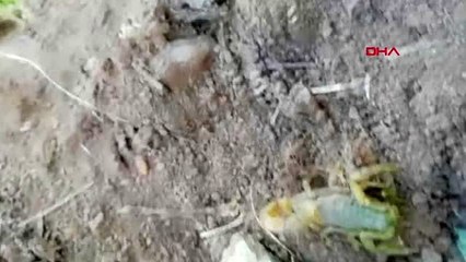 AYDIN Nazilli'de zehirli bir tür olan 'sarı akrep' bulundu