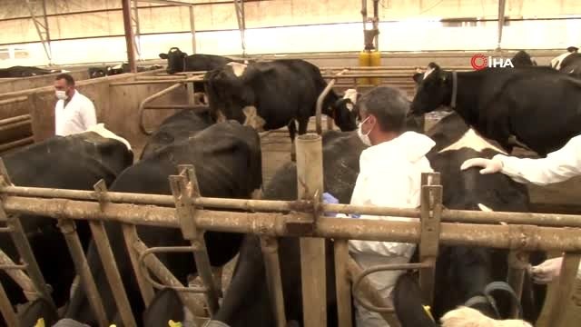 Ankara'da büyükbaş hayvancılık işletmesindeki aşılama ve küpeleme işlemleri incelendi