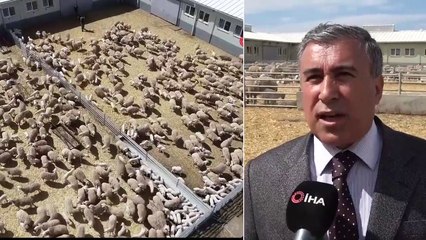 Kuzuların Anneleri İle Buluştuğu Anlar Renkli Görüntüler Oluşturdu