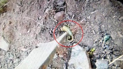 Zehirli olan "sarı akrep" Aydın Nazilli'de görüldü