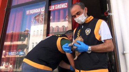 Kıraathanede mahsur kalan kedi ve 2 yavrusu kurtarıldı