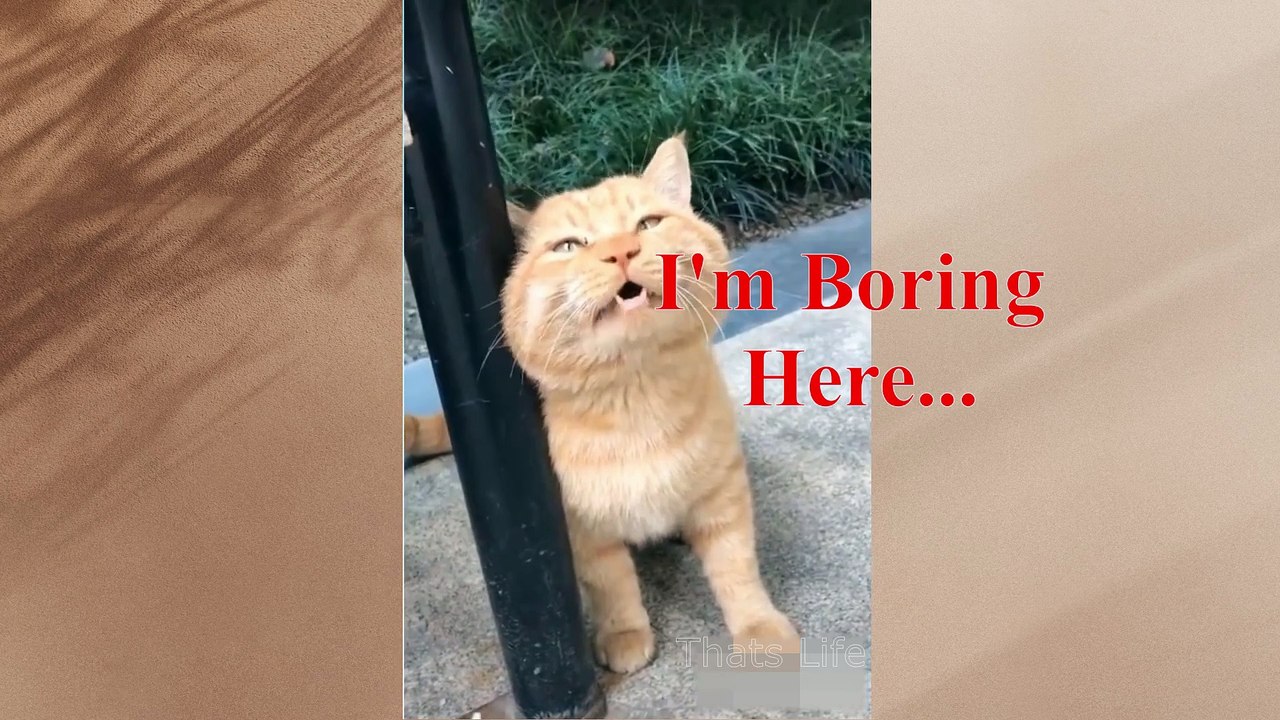 If your pet can talk #9