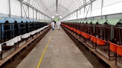 Ankara'da aşılama ve küpeleme çalışmaları