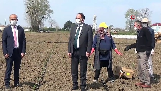 Bafra Ovası'nda Karpuz Fideleri Toprakla Buluşuyor